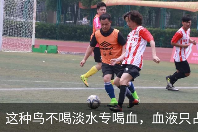 这种鸟不喝淡水专喝血，血液只占食谱十分之一